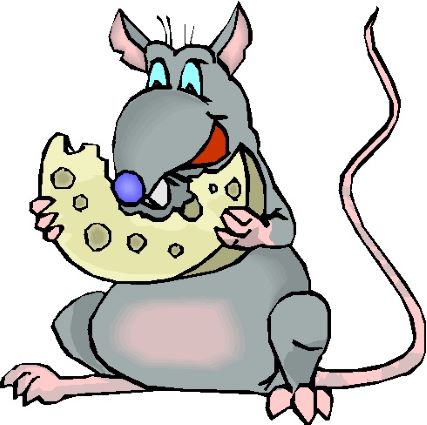 Rat Eating Cheese