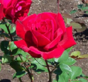 Red Rose Day, June calendar holiday.