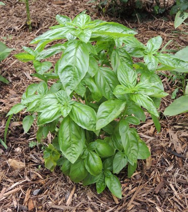 Basil plant, More Herbs, Less Salt Day holiday