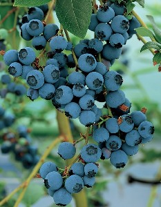 Blueberry bush, National Blueberries Day