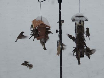 world, house, sparrows, day, bird 
