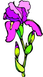 Iris Day, May calendar holiday.