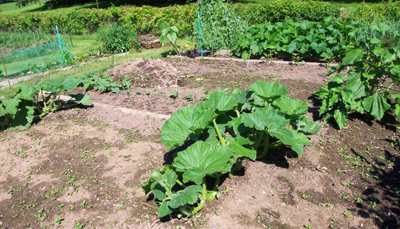 Plant Vegetable Garden Day, May holiday