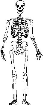 Evolution Day a skeleton