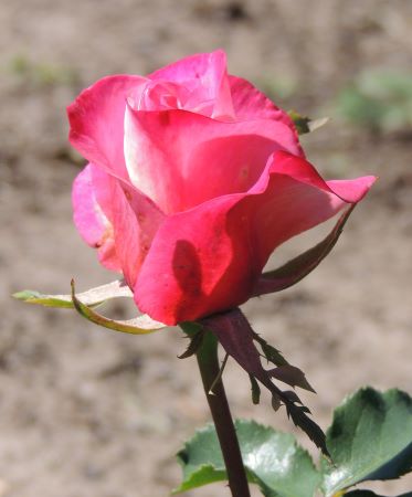 Pink Rose Gardening