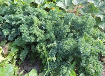 National Kale Day