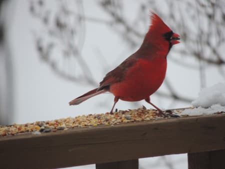 Northern Cardinal Bird Feeding