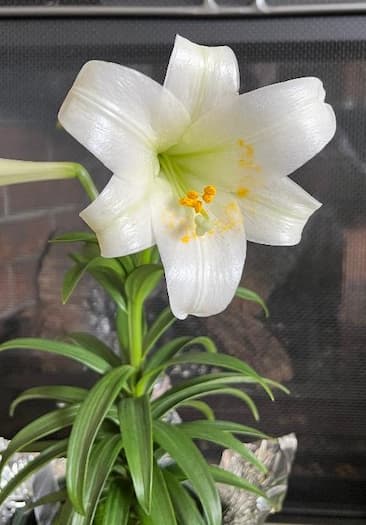 Easter Lilies Flower