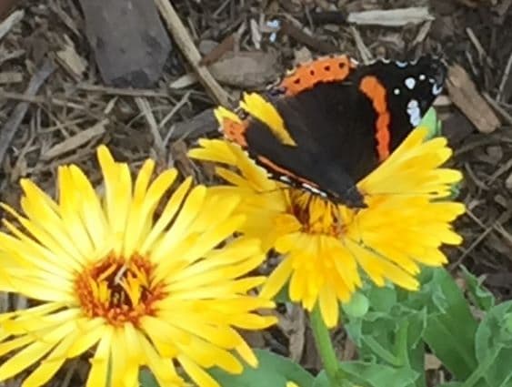 Butterfly on Flowers