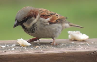 House Sparrow Bird