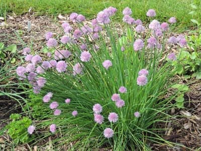 Chives Herb Plant