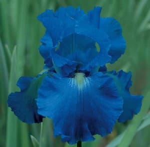 Bearded Iris Flower Blue