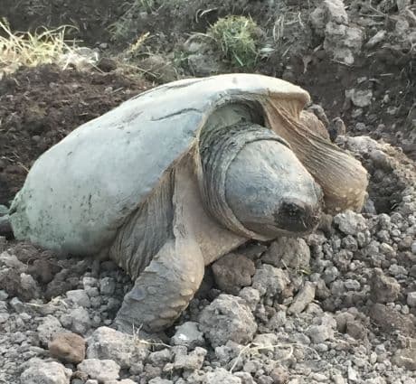 Female Tortoise