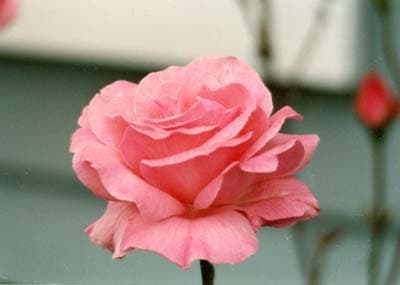 Pink Rose Day