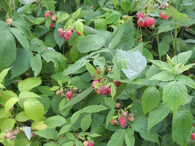 Red Raspberries Plant