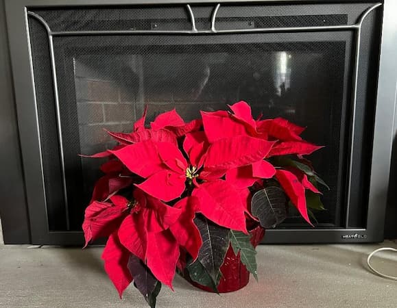 When is Poinsettia Day