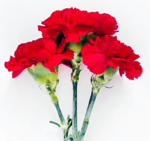 When is National Red Carnation Day