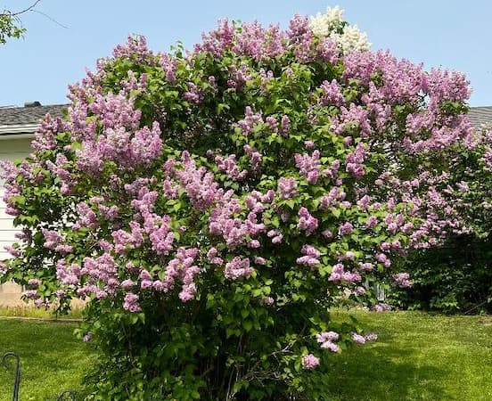 Lilac Bush, Lilac Sunday