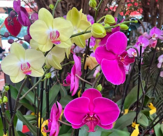 How to Grow Orchid Flowers