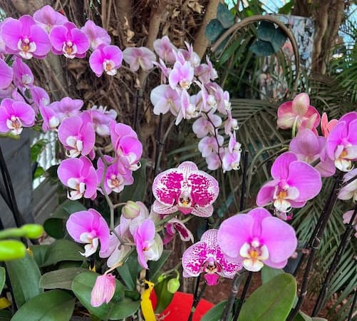 When is National Orchid Day, Orchid Plants