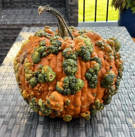 Peanut Pumpkins, holidays