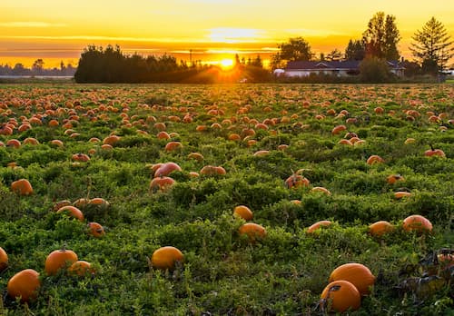 Pumpkin Field. October National Holidays, International.