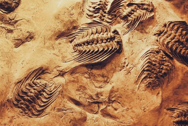 When is National Fossil Day?