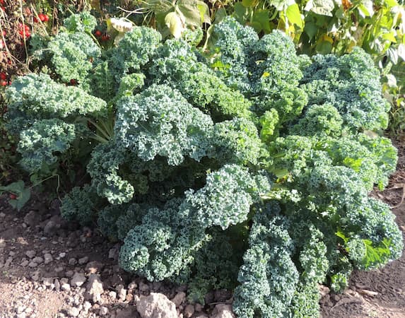 When is National Kale Day?