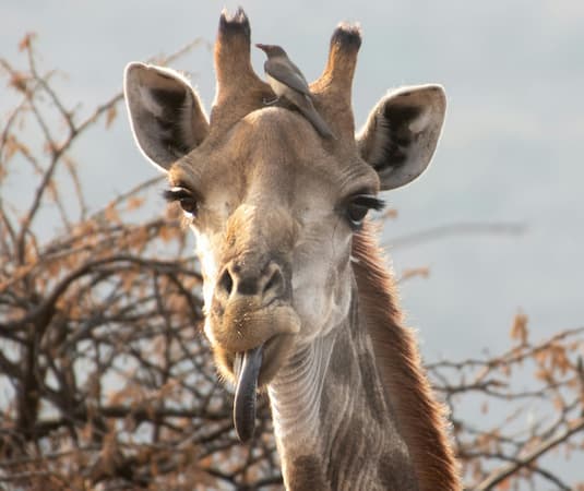 Giraffe Stick Out Your Tongue Giraffe. When is Stick Out Your Tongue Day? July 19 holidays.