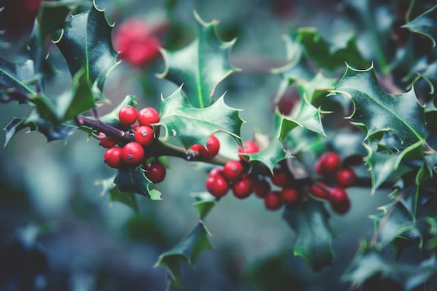 Mistletoe, Christmas traditions