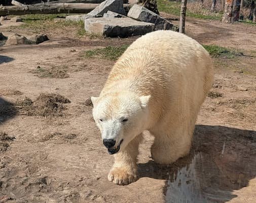 International Polar Bear Day