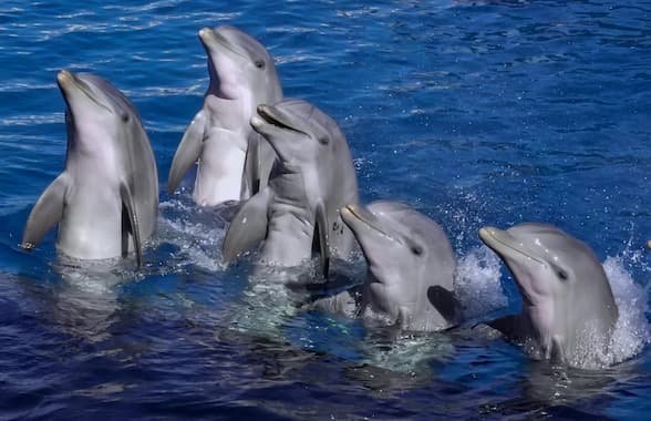 National Dolphin Day. April 14 holiday