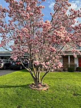 Magnolia Tree. Love a tree Day. May 16 holiday.