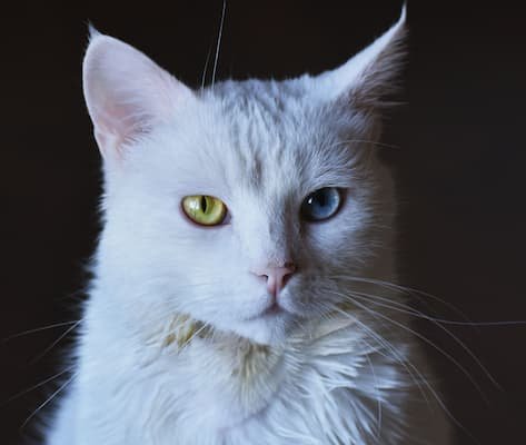 Different Colored Eyes Day. July 12 holiday. Heterochromia