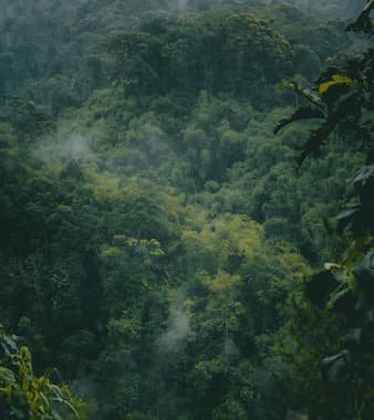 World Rainforest Day. June 22 holiday