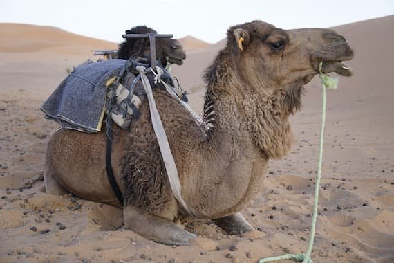 World Camel Day. Beast of Burden. June 22 holiday.