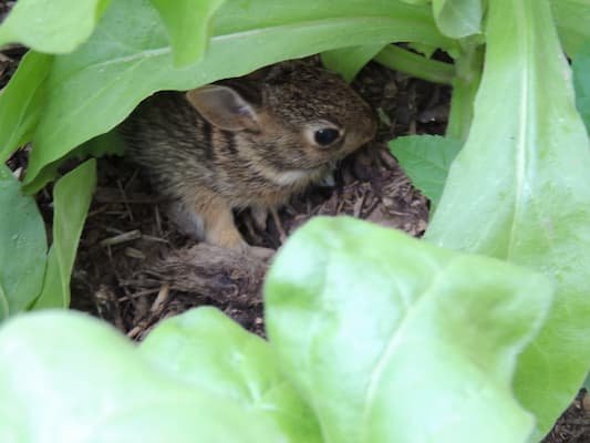 When is Rabbit Day