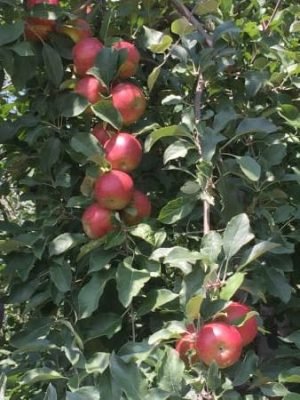 Apples. When is Johnny Appleseed Day? When is World Vegetarian Day? October 16 holidays.