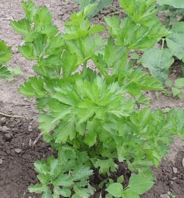 Celery Plant