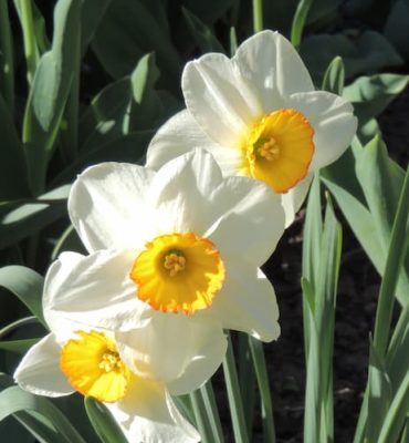 Daffodil Flowers Double