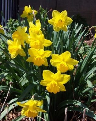 Daffodil Flowers, World Daffodil Day