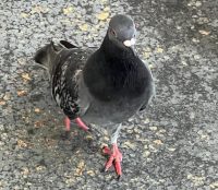Pigeon Awareness Day
