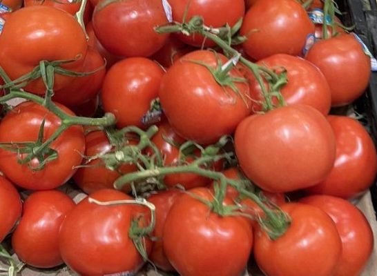 When is Tomatoes Galore Day? August 15 holidays.